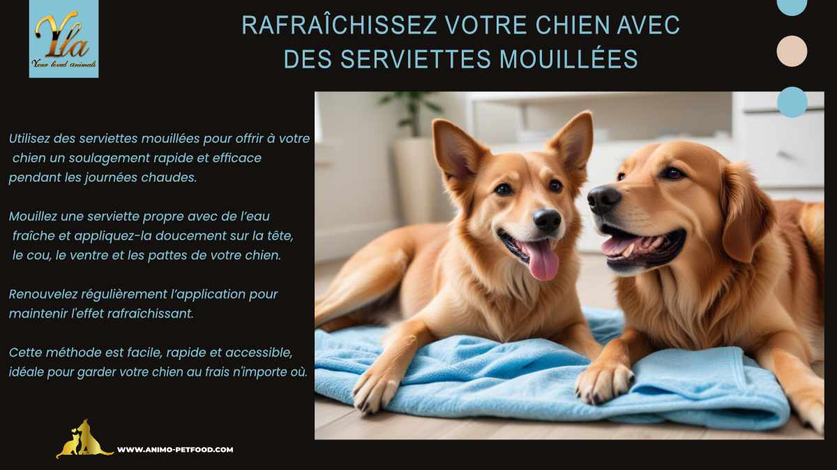 Rafraîchir votre chien avec des serviettes mouillées pendant les journées chaudes - méthode pratique et efficace pour un soulagement rapide